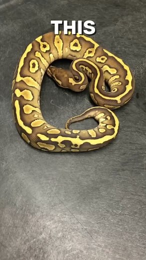 1.3K views · 208 reactions | New BEL Gene?!? #shorts #snakes #ballpython #ballpythons #ballpythonsofinstagram #snakebreeder #ballpythonbreeder #fyp #fypシ | Rodents & Royals | Facebook