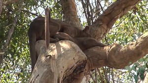 5 things you probably didn't know about the fossa, Singapore Zoo's latest resident