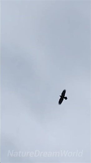 Crow Flying Across the Sky 🐦‍⬛
