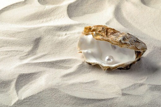 What's the Difference Between an Oyster and a Clam?