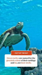 🔎 Fact of the Day Did you know the green turtles are named for the greenish colour of their cartilage and fat, not their shells. #ausgeo #seeaustralia #factoftheday #aussiewildlife #seaturtles #sealife | Australian Geographic