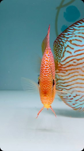 Face Spotted Eruption 🌋 Female | Vicky S