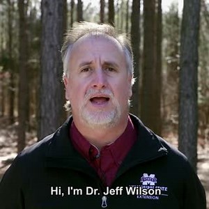 HOW TO PRUNE A CRAPE MYRTLE! In this video, MSU Extension horticulture specialist Dr. Jeff Wilson shows you the correct way to prune crape myrtle trees! Learn more: http://ow.ly/rhYv30inZhP #MSUext | Mississippi State University Extension Service