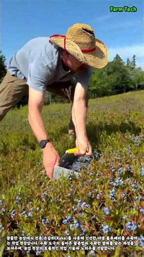 야생 블루베리 수확 현장 #worker #process #blueberry #harvest #farming