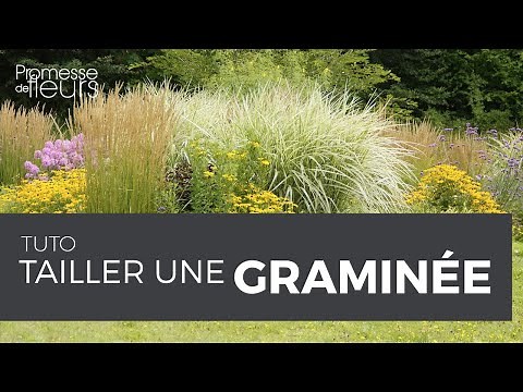 Tuto : Tailler une graminée