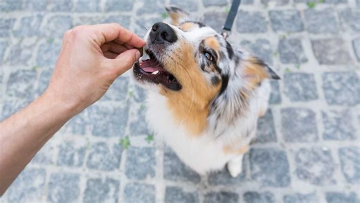 Everything you need to know about salmon bites for dogs