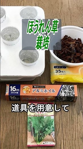 ほうれん草 種まき～収穫 ヤシガラチップで【プラカップ水耕栽培】