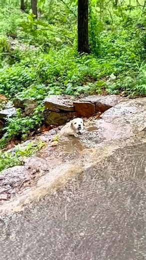 While walking after the flood, a guy saw a puppy and couldn't leave him like that. #animals #puppy