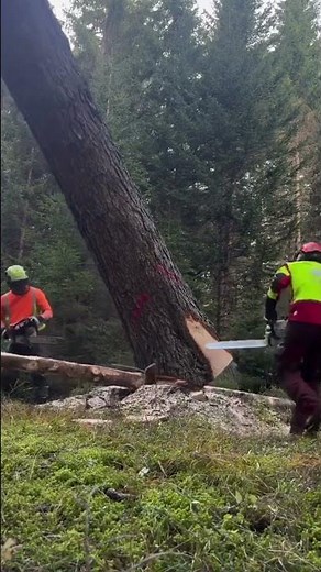 Expert Chainsaw Skills For Safely Felling Tall Pine Trees In Nature