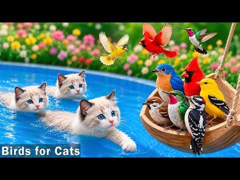 12 Hour Birds For Cats🦜Stop Your Cat's Boredom Instantly! Best Birds Video For Cats to Watch all day