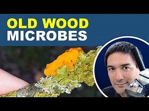 Microbes of old wood