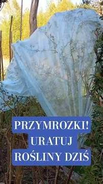 Jak zabezpieczyć rośliny przed przymrozkami? Kluczowe 2 noce - tak ochronisz ogród i plony #shorts