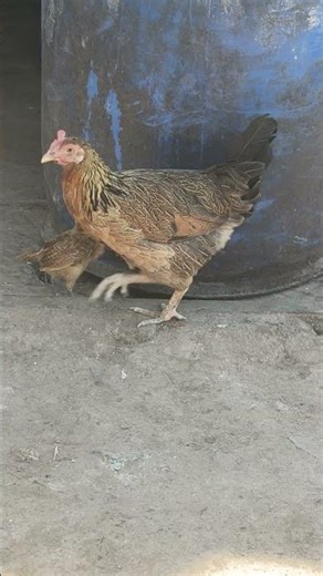 Look beautiful 😻❤️ Chick 😍 drinking water with mommy hen.#chicken#birds#chick#love#trending#viral