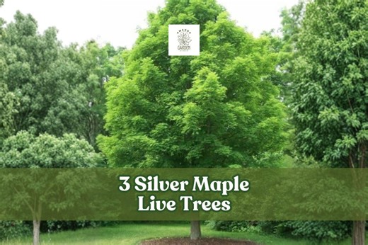3 Silver Maple Live Trees | Acer Saccharinum | Fast Growing | No Ship to CA - Etsy