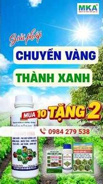 Phân bón Amino MKA kết hợp magie kẽm bo biến vàng thành xanh, chống sốc mùa nắng