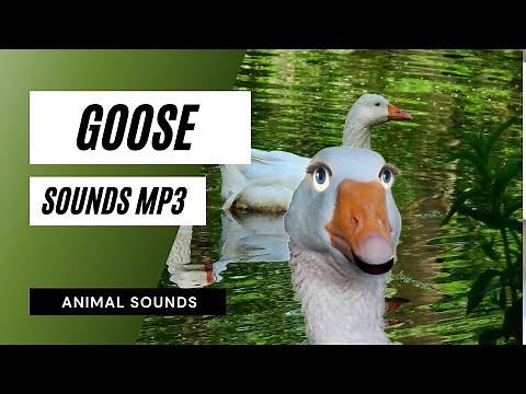 goose sounds mp3 - goose sounds | free sound effects | animal sounds