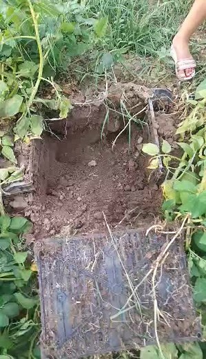 Harvesting Potatoes in a Natural Outdoor Setting