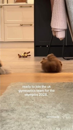 Pomeranian puppy rolls over 🥺 # #pomeranian #puppy #pomeranianpuppy #brownpomeranian #cutestpuppy