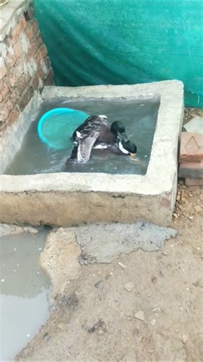 Funny Indian runner male duck in my farm #ducklife #cuteanimal #duckfarm #pekinduck #whattheduck