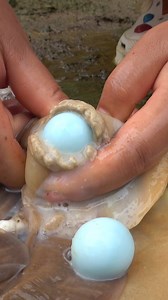 😱Rare beads in clams | XiaomeiGirl