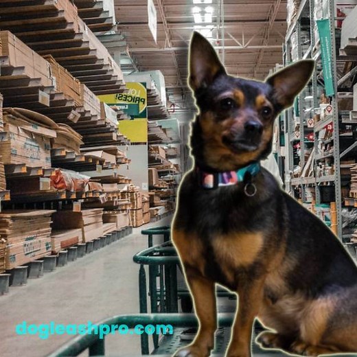 Does Lowes Allow Dogs: Is Lowes Pet Policy Dog Friendly? (2026)