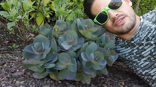 Blue Pearl Sedum [SunSparkler®] Growing And Care