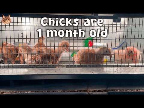 Chicks lived in the brooder for 1 month