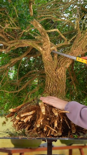 The poplar tree is shaped. #bonsai #bonsaitree #moutainlife #분재