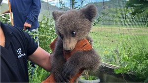 Kozani: Orphan bear cub found in the yard of a house - Watch video - ProtoThema English