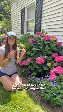 Macrophylla Hydrangea Success Tips-Part 1