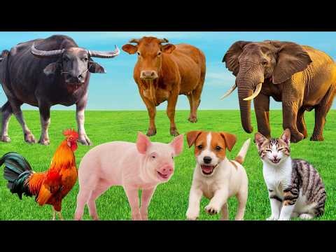 Sonidos de Animales para Bebés 🐘🐯 | Elefante, Tigre, Ciervo 🎶 | Animal Sound