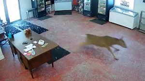 Surveillance video catches moment deer barrels into butcher shop