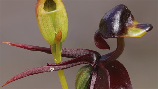 Orchid enthusiasts call for greater protection for native species facing habitat threats