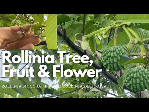 The Rollinia Tree, Fruit, & Flowers | Rollinia Deliciosa | Biriba | Rollinia Mucosa