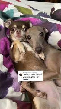 I Said ‘Walk’ to My Dog… You Won’t Believe His Reaction! 😂🐶