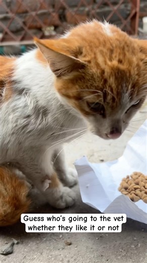 What did Sam eat 🙀Funny cat #catshorts #adoptstrays #straycat #funnycat #cutecat