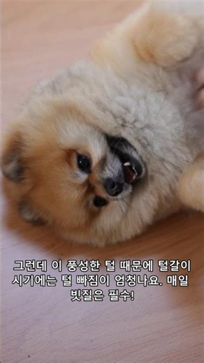 솜뭉치 포메라니안, 털 빠짐이 미친 이유와 관리 꿀팁!