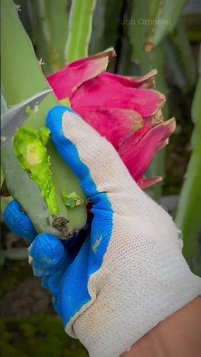 Discover How to Cut Pitaya Perfectly