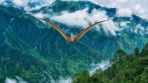 Realistic 3D Pterodactyl Flying Animation