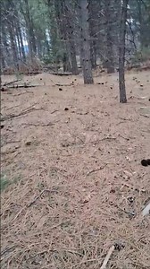 Walk With Me But Where