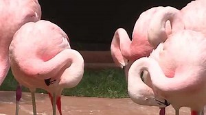 Flamingo Mingle: You can feed flamingos at the Oklahoma City Zoo
