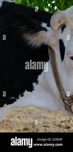 Cow-loving man, man showing love to the calf, human-animal friendship, village life Stock Video Footage - Alamy