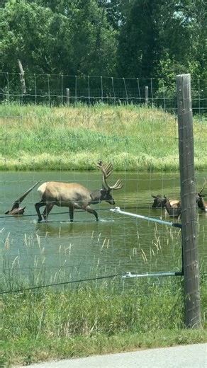 11K views · 95 reactions | Step into the wild at Jester Park Nature Center! The Bison and Elk Exhibit brings you face-to-face with these majestic creatures. Did you know Elk are excellent swimmers? During migration or when seeking new grazing grounds, they often swim for miles, demonstrating their remarkable agility both on land and in water. These Elk however, were just taking a dip to cool off in the summer heat! #Elk #JesterPark | Polk County Conservation | Facebook