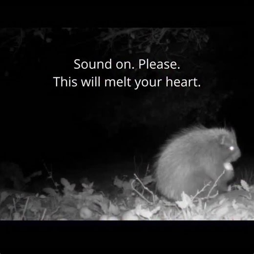 Porcupine Addict🦔 on Instagram: "Porcupines squeaking and cooing! I didn't expect this to start going viral, so here is some more info. Every fall several porcupines (or more) come to my yard to eat apples from my lawn. It's one of my favorite annual events. This year I set up a game cam to document all the visitors. The most common porcupine vocalization I see and record is a tooth chatter, which they typically do if they are nervous about another species (or me). When they are together, thoug
