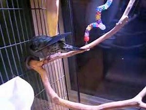 Linnie (Lineolated Parakeet) talking