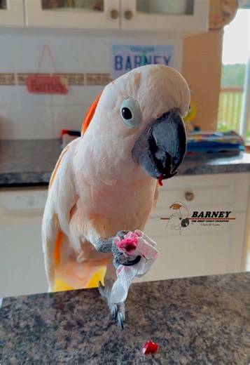 Barney the Cockatoo's Food Adventures