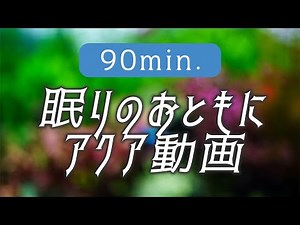 【睡眠リラクゼーション】熱帯魚の映像でリラックスして心地よく眠りにつくための動画 #アクアリウム #リラックス 【ビバアクア】