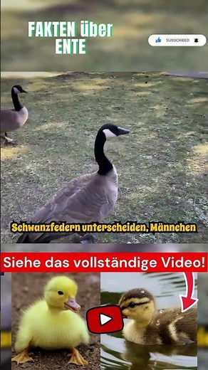 Faszinierende Fakten über Ente Teil 13 #ente #enten #entchen #tier #tiere #shorts