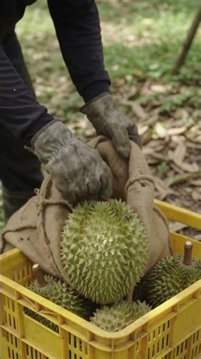 🍈 Harvesting Fresh Durians in the Orchard #durian #fruit