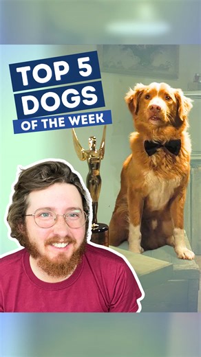 Top 5 Dogs of the Week: Celebrate the Best Pets!
